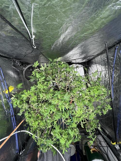 MamaDantesInferno#8MilesHighDaveCut. Week 24