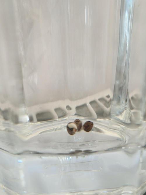 1st Grow. Week 0