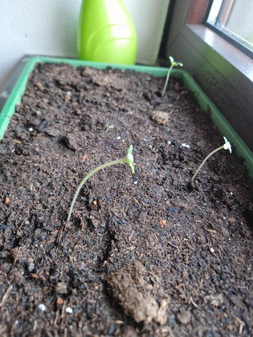 1st Grow. Week 1