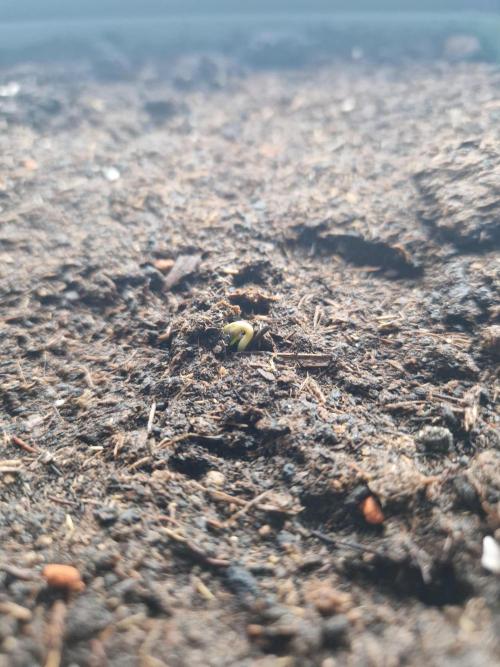 1st Grow. Week 1