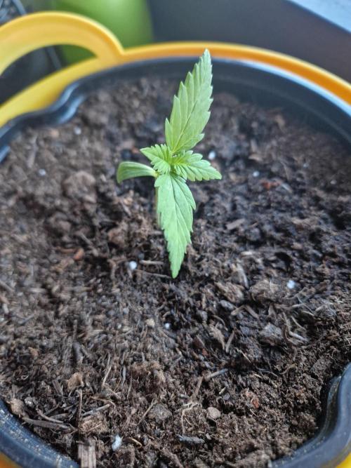 1st Grow. Week 2