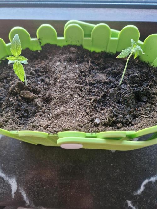 1st Grow. Week 2