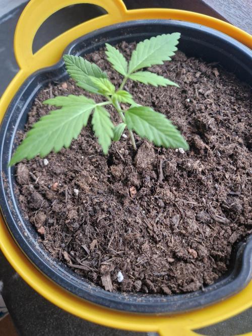 1st Grow. Week 3