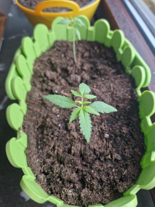 1st Grow. Week 3