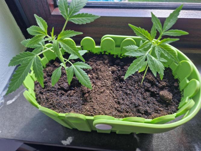 1st Grow. Week 4