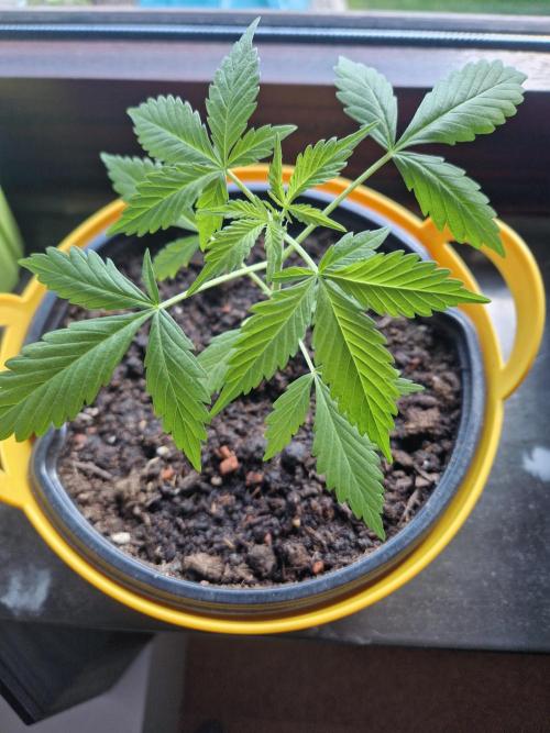 1st Grow. Week 4