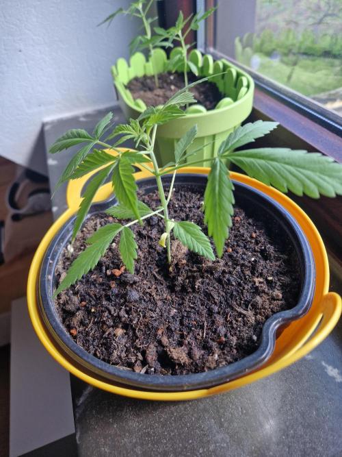 1st Grow. Week 4