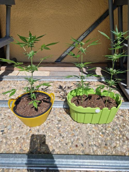 1st Grow. Week 7