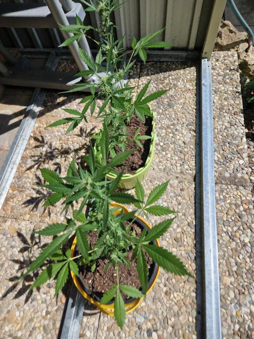 1st Grow. Week 7