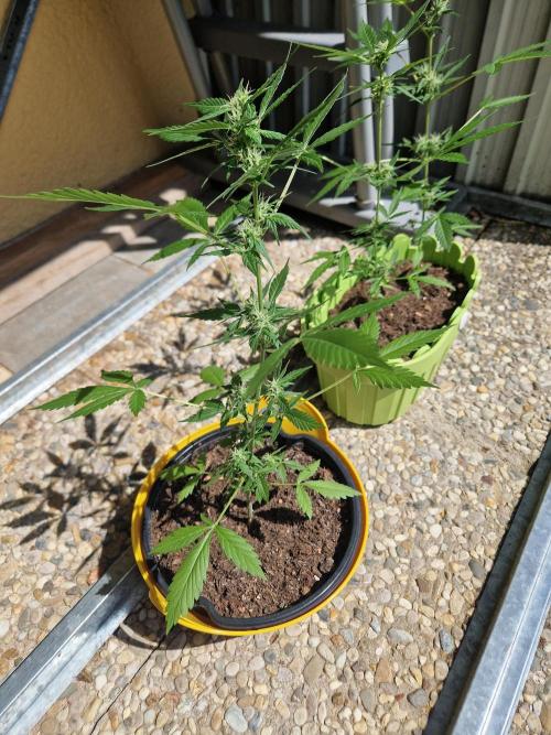 1st Grow. Week 7