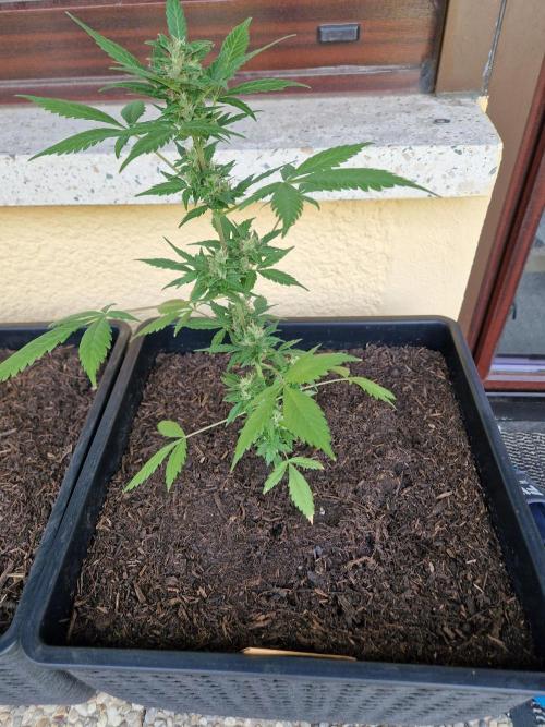 1st Grow. Week 10