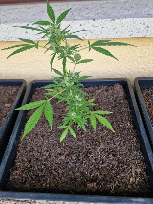 1st Grow. Week 10