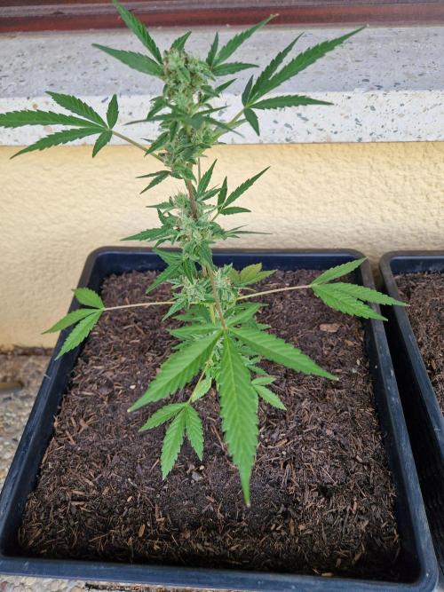 1st Grow. Week 10