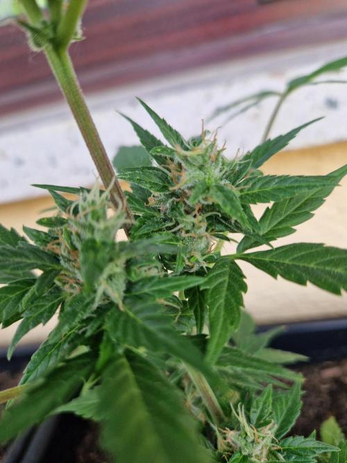 1st Grow. Week 10