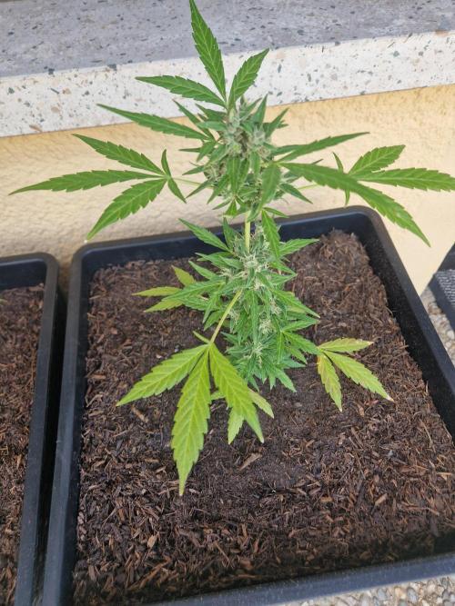 1st Grow. Week 11