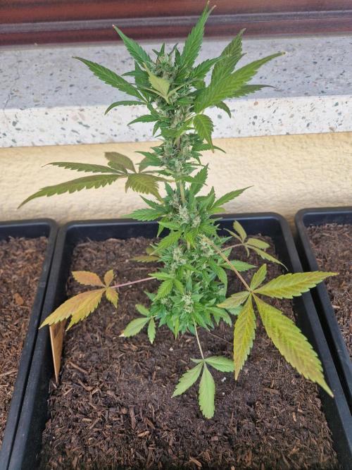 1st Grow. Week 11