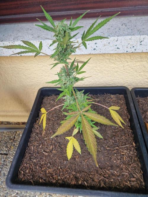 1st Grow. Week 11