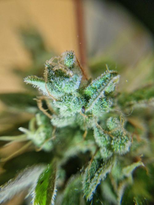 1st Grow. Week 14