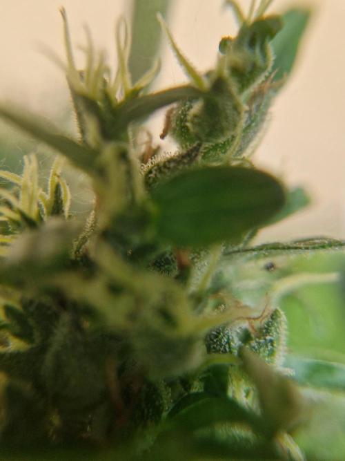 1st Grow. Week 14