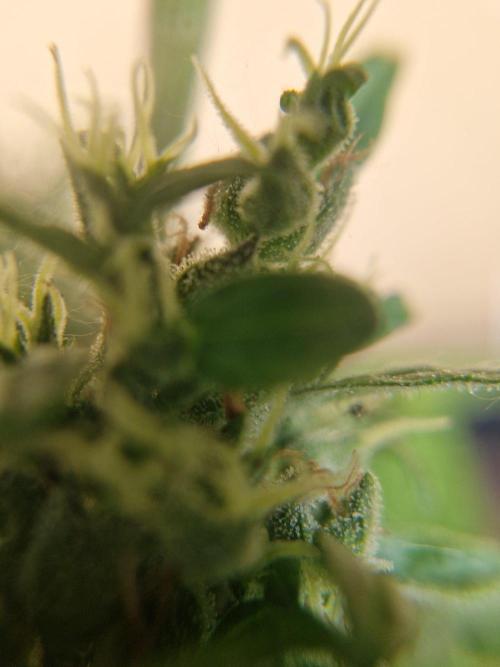 1st Grow. Week 14