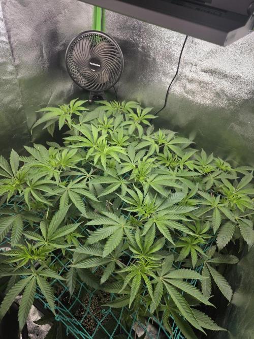 🍣Nigiri🍣 by Grounded Genetics. Week 6 - Day 5 Flower
