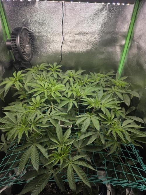 🍣Nigiri🍣 by Grounded Genetics. Week 6 - Day 5 Flower