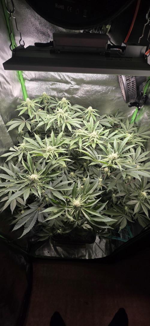 🍣Nigiri🍣 by Grounded Genetics. Week 9