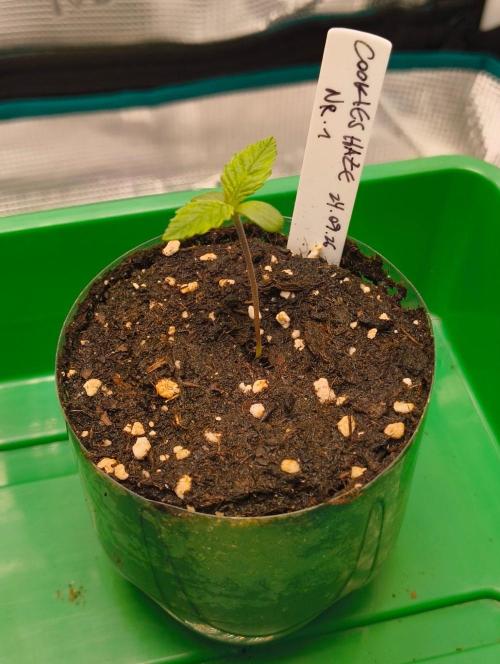 Cookies Haze. Week 1
