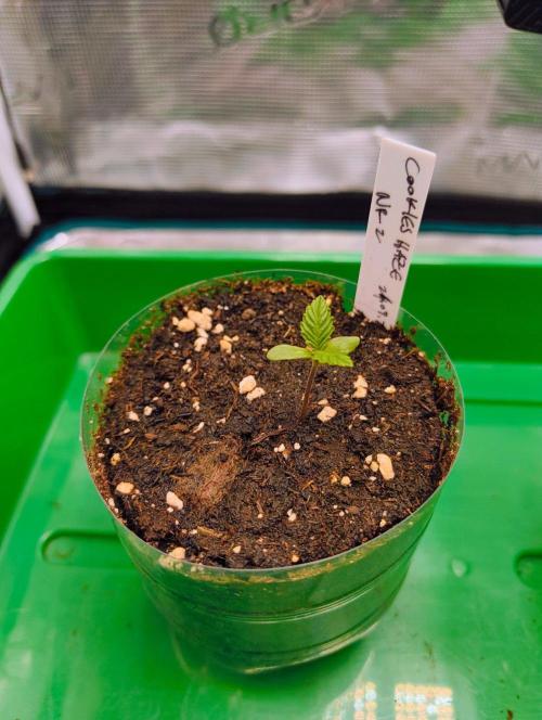 Cookies Haze. Week 1