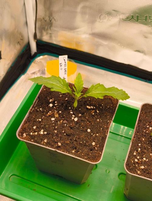 Cookies Haze. Week 2