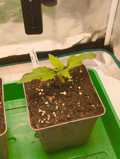 Cookies Haze. Week 2
