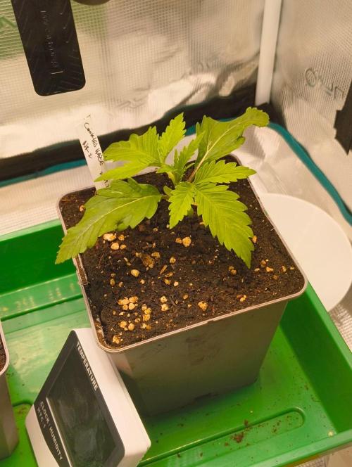 Cookies Haze. Week 2