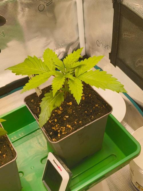 Cookies Haze. Week 2