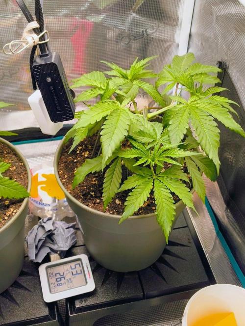 Cookies Haze. Week 4 - Nr.2
19.10.26
veg. Tag 25
Entlaubung