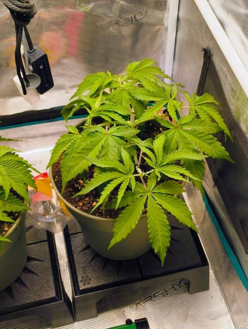 Cookies Haze. Week 4 - Nr.2
22.10.26
veg. Tag 28
