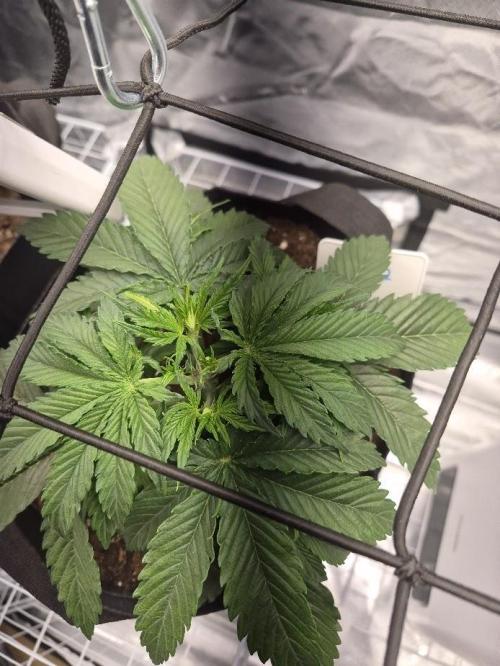 Genesis. Week 3 - Sira
Day 21 (V20)