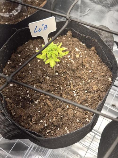 Genesis. Week 3 - Lua
Day 21 (V20)