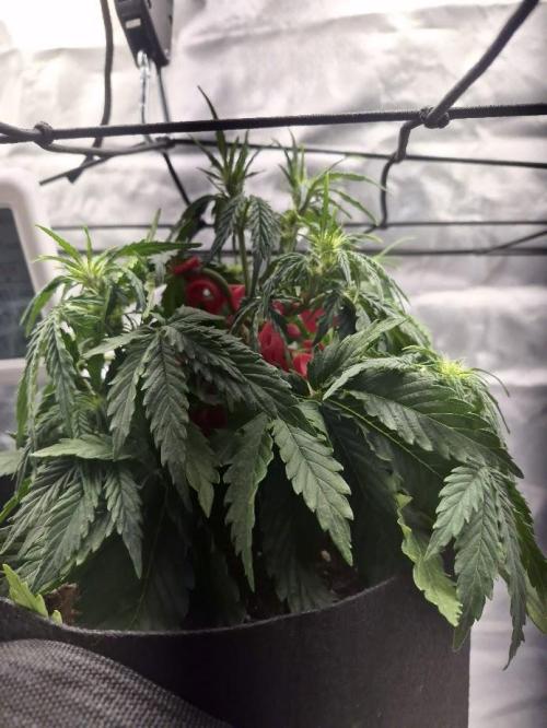 Genesis. Week 4 - Sira
Day 26 (F1)
start the first pistils