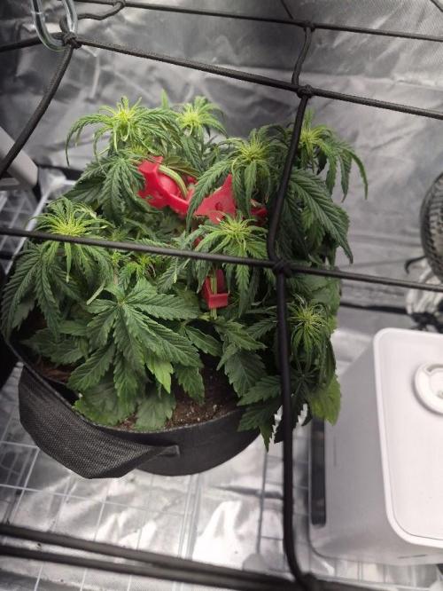 Genesis. Week 4 - Sira
Day 28 (F3)