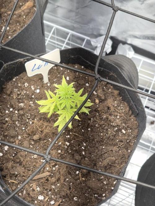 Genesis. Week 4 - Lua
Day 28 (V27)