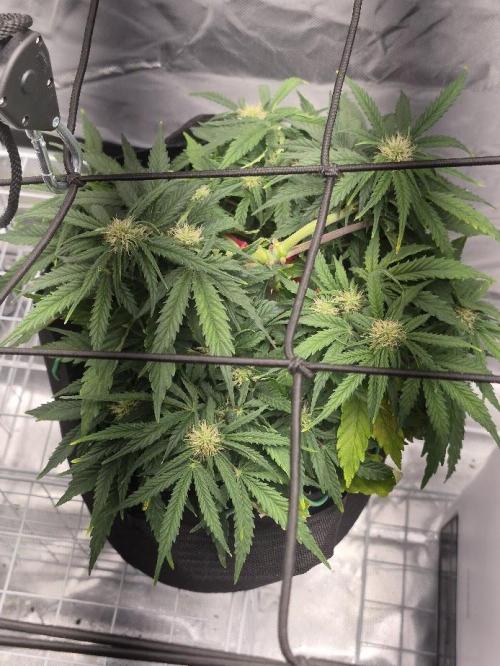 Genesis. Week 5 - Sira
Day 35 (F10)