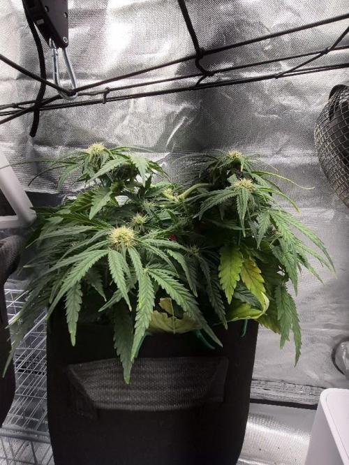 Genesis. Week 5 - Sira
Day 35 (F10)