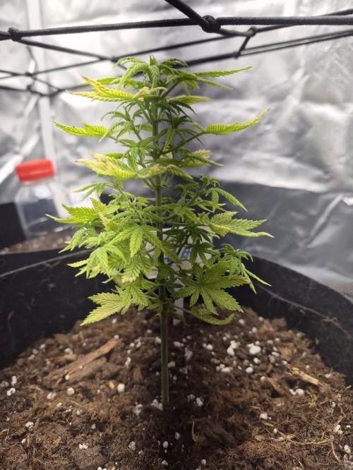 Genesis. Week 5 - Lua
Day 35 (v34)