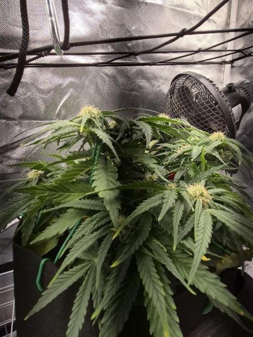 Genesis. Week 5 - Sira 
Day 34 (F9)
start chlorosis