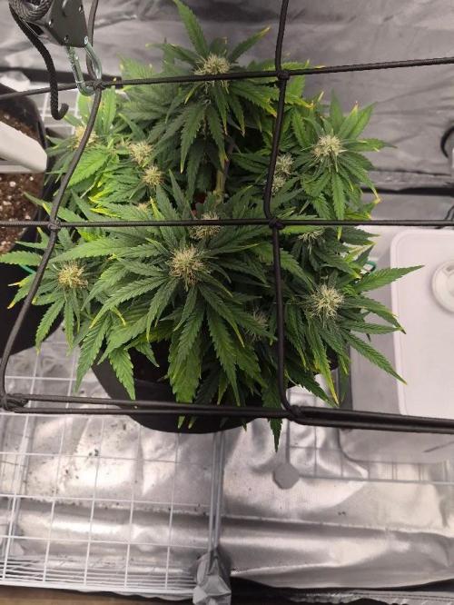 Genesis. Week 6 - Sira
Day 42 (F17)