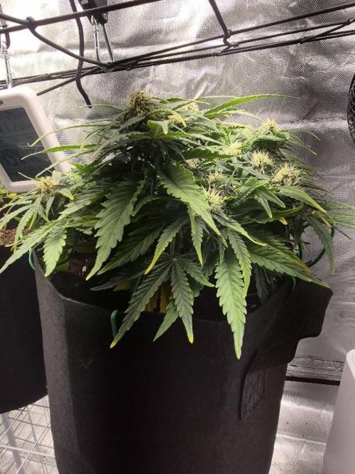 Genesis. Week 6 - Sira
Day 42 (F17)