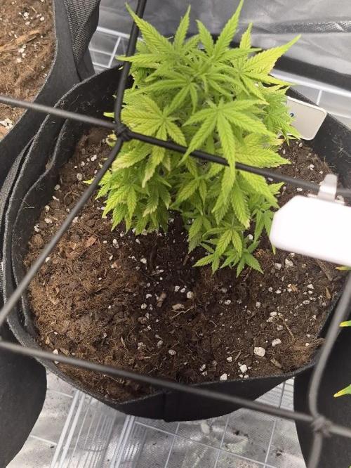 Genesis. Week 6 - Lua
Day 42 (V41)
