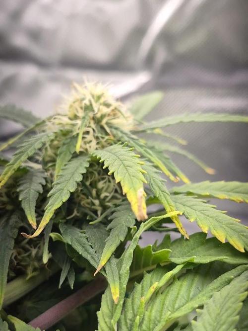 Genesis. Week 6 - Sira
Day 42 (F17)
chlorosis status