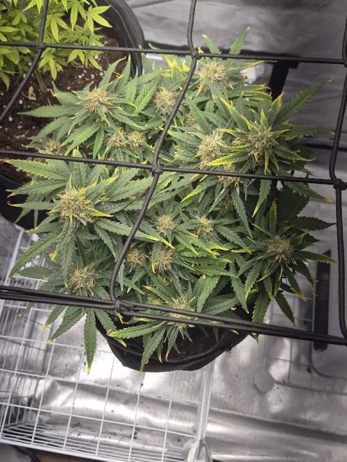 Genesis. Week 7 - Sira
Day 49 (F24)