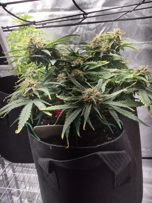 Genesis. Week 7 - Sira
Day 49 (F24)
